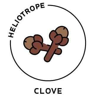 Essential Oil - Clove