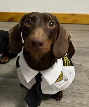 Dachshund Dog Funny Clothes Halloween Suit
